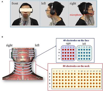 Towards Evaluating Pitch-Related Phonation Function in Speech Communication Using High-Density Surface Electromyography
